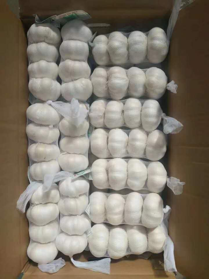 Chinese factory Wholesale fresh garlic