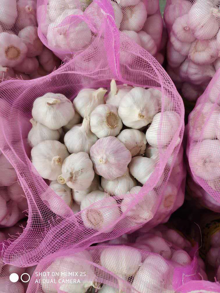 Chinese factory Wholesale fresh garlic