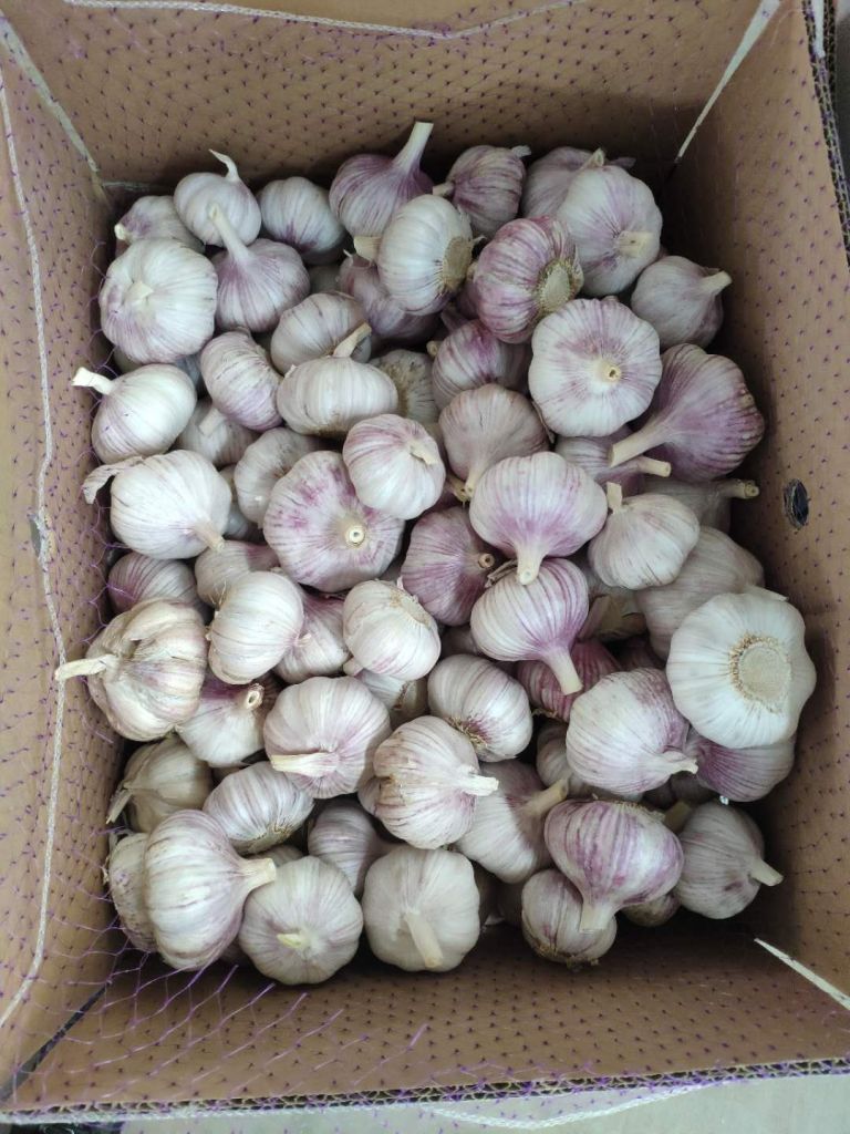 2019 new crop fresh garlic packaged in mesh bag