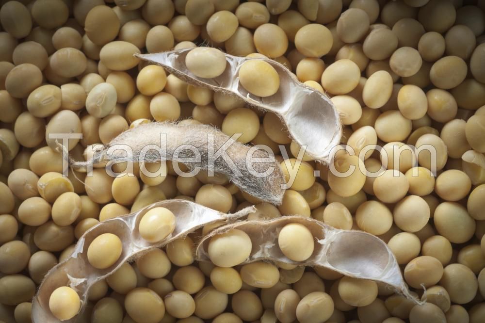 SOYA BEANS FROM NIGERIA