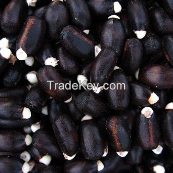 Premium Quality New Crop Jatropha Seeds