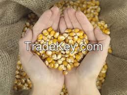 Animal Feed - Yellow Corn/Maize