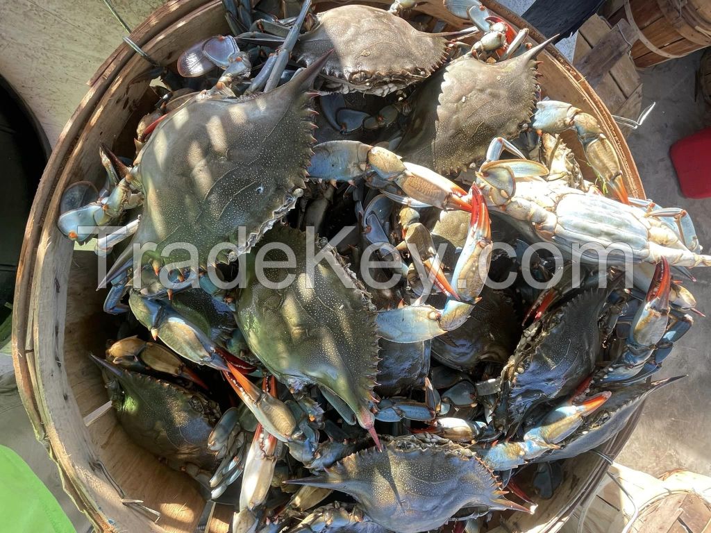 Crab (Blue Swimming / Mud Crab)