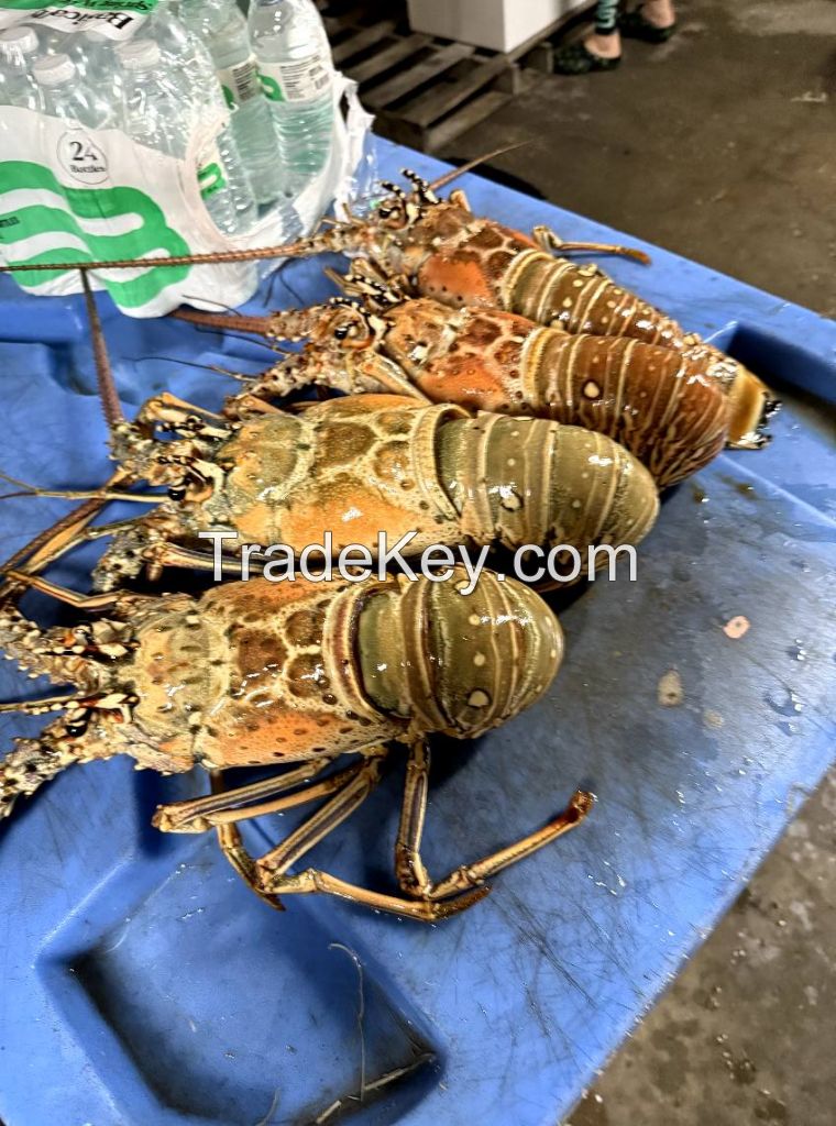 Crab (Blue Swimming / Mud Crab)