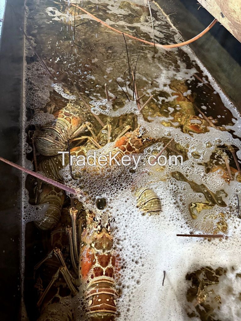 Crab (Blue Swimming / Mud Crab)