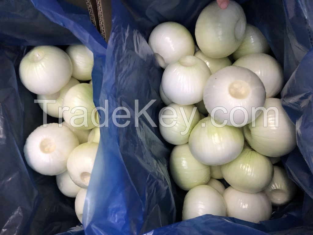 High Quality Fresh White Onion