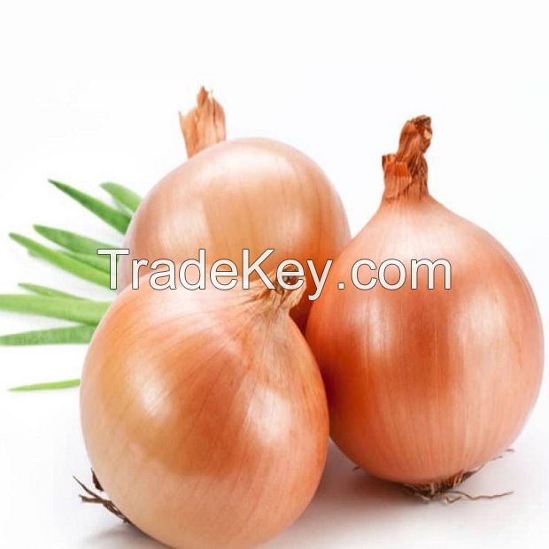 High Quality Fresh Onion