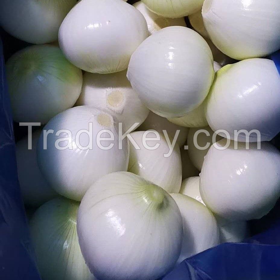 High Quality Fresh White Onion
