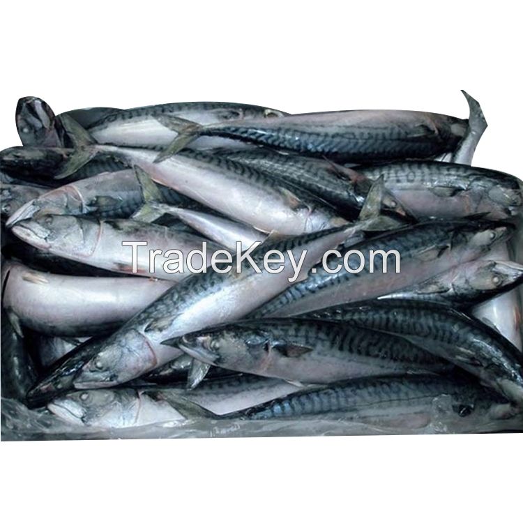 Good Price2020 New Frozen Horse Mackerel fish for sale 
