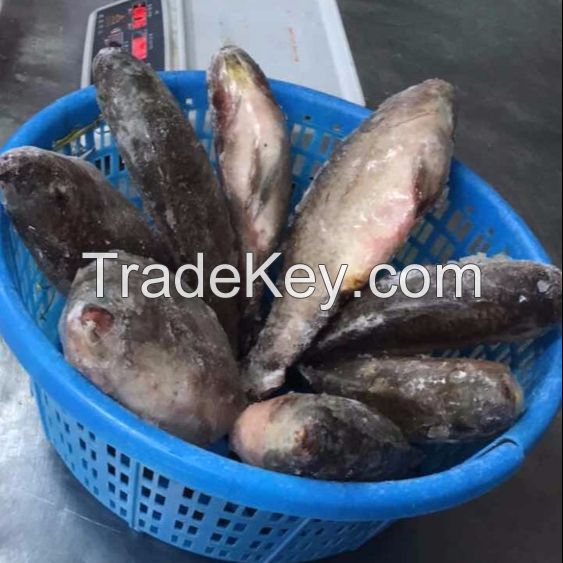 Frozen Tilapia Fish whole round 90%NW on sale