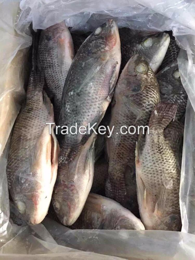 Frozen Tilapia Whole Round 100-200g Fresh Fish for Sale