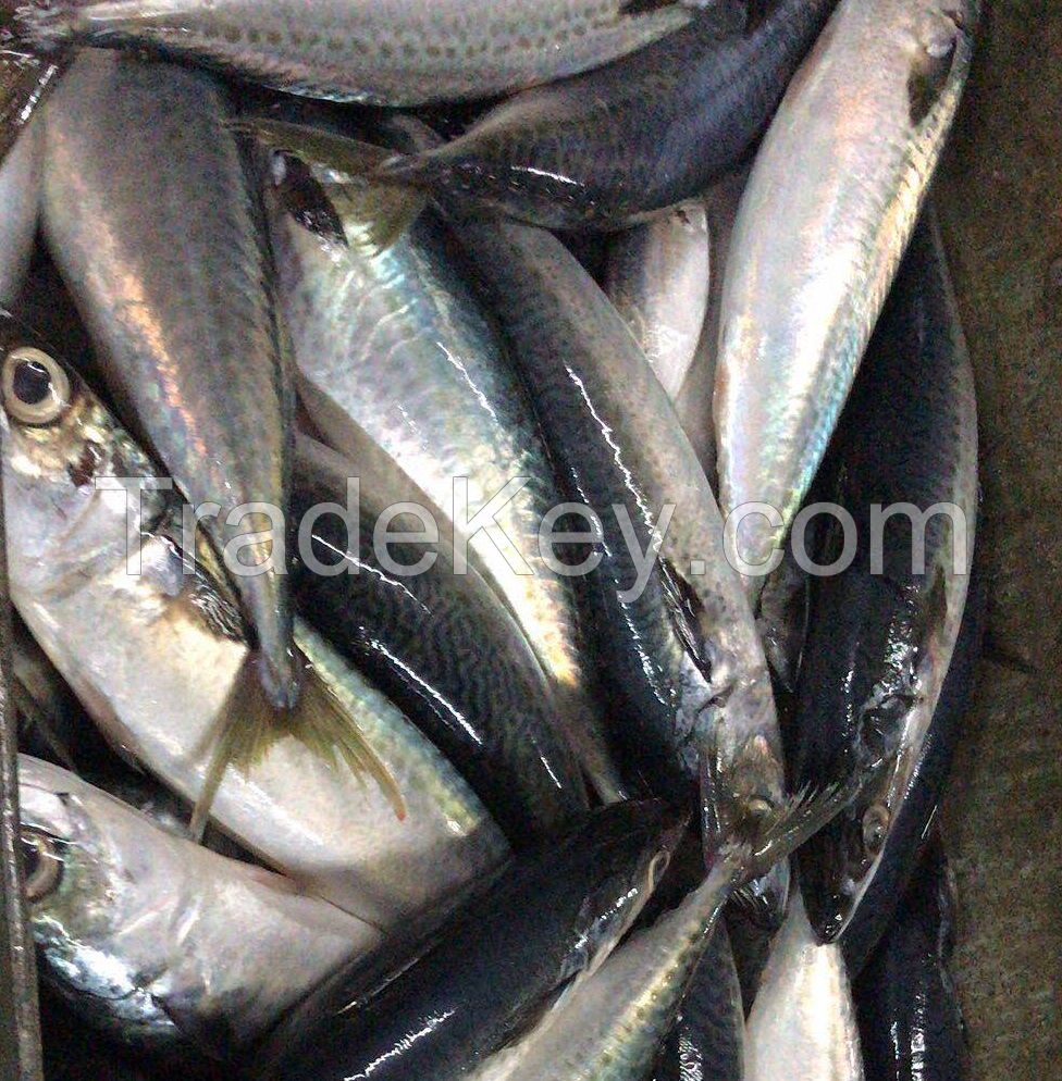 Good Price2020 New Frozen Horse Mackerel fish for sale 