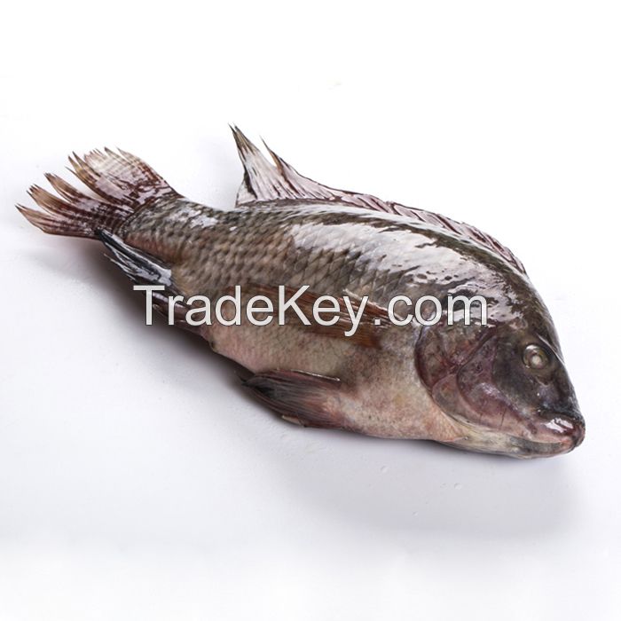 Frozen Black Tilapia Whole Round cheap for Sale 