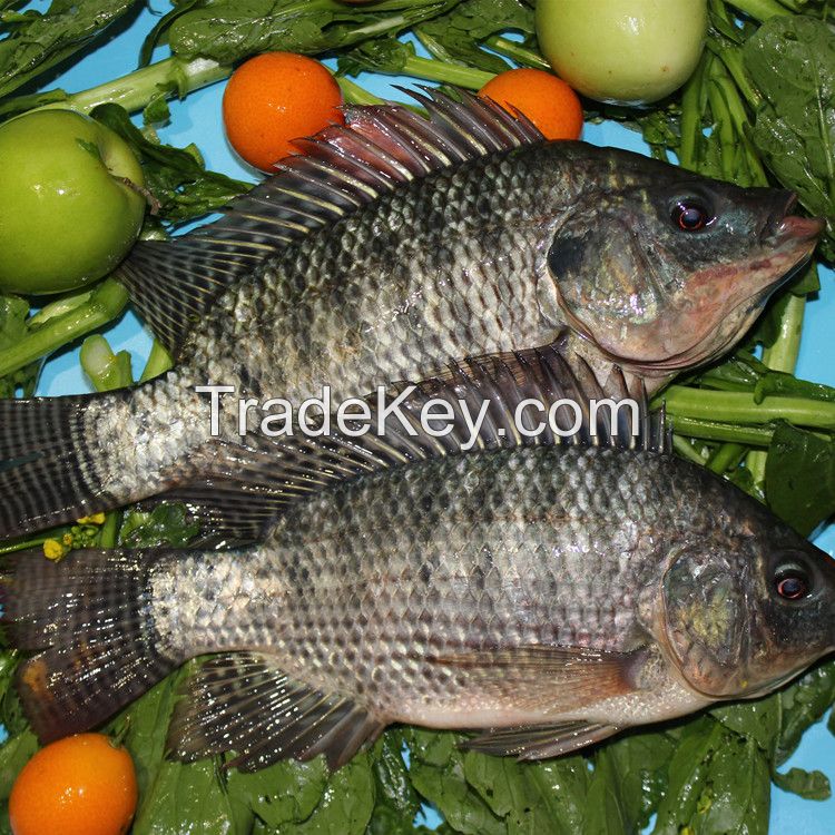 Frozen Black Tilapia Whole Round cheap for Sale