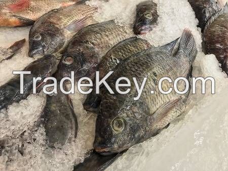 Fresh Quality Frozen Tilapia Fish Factory 