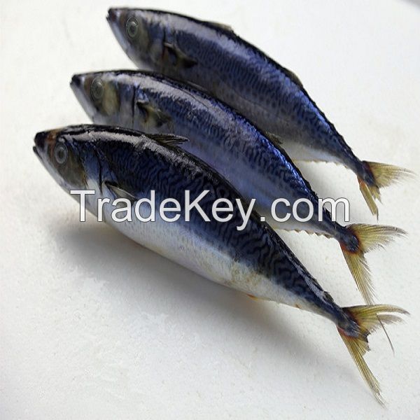 Quality Frozen Atlantic Mackerel For Sale