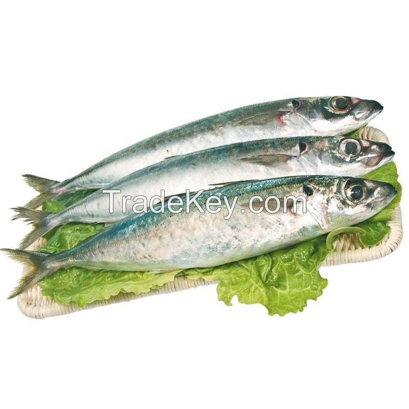 23cm+ Land Frozen Horse Mackerel/Trachurus Trachurus Fish 