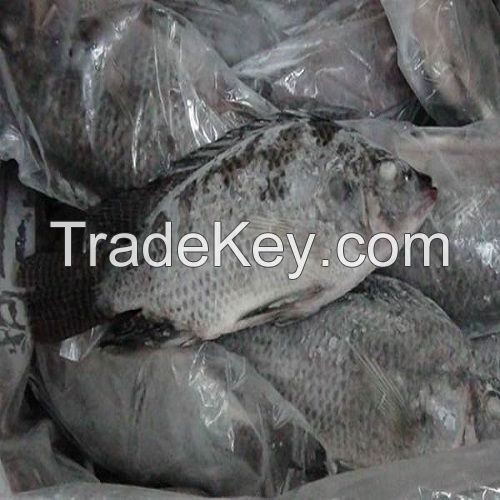 Frozen Tilapia Fish Factory