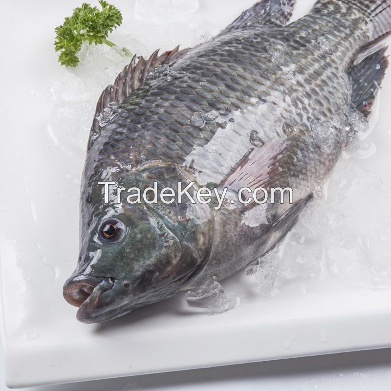 Frozen Tilapia Fish whole round 90%NW on sale