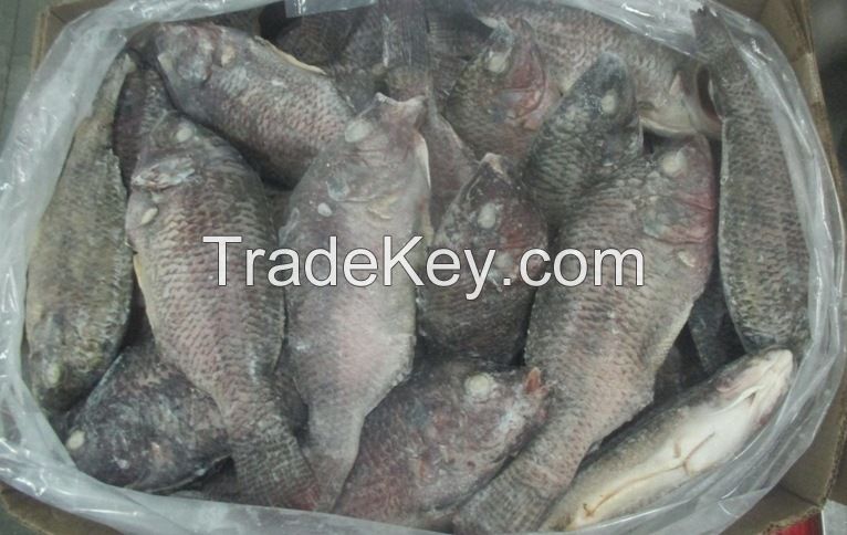 Fresh Quality Frozen Tilapia Fish Factory