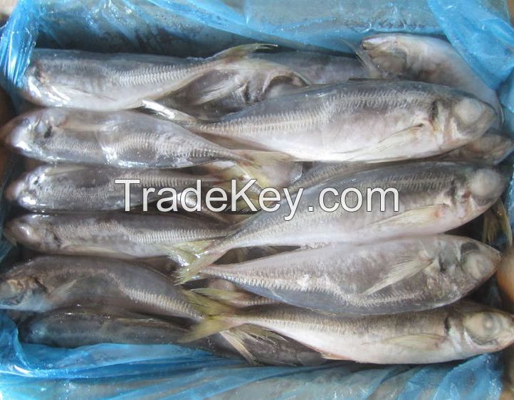 23cm+ Land Frozen Horse Mackerel/Trachurus Trachurus Fish