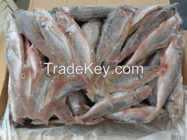 Good Price2020 New Frozen Horse Mackerel fish for sale