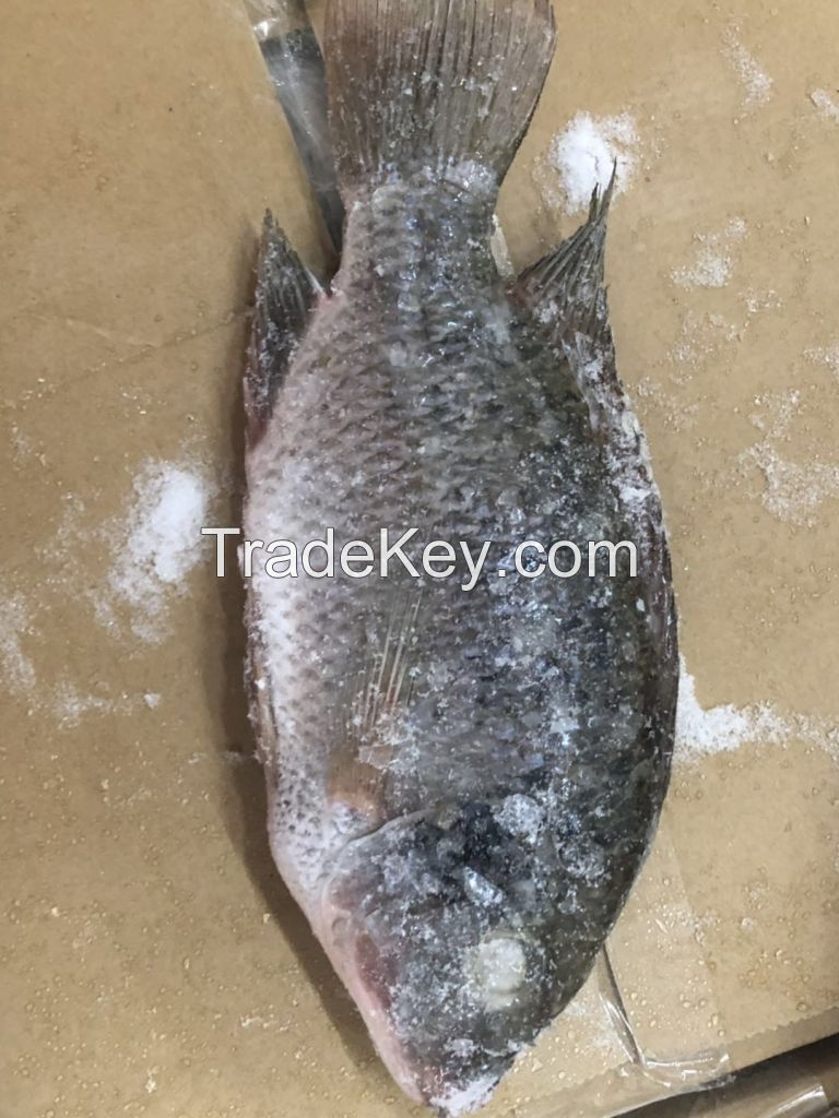 Frozen Tilapia Whole Round 100-200g Fresh Fish for Sale