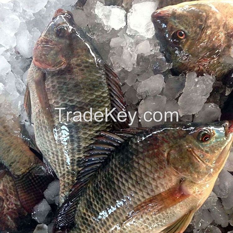 Frozen Tilapia Fish whole round 90%NW on sale 