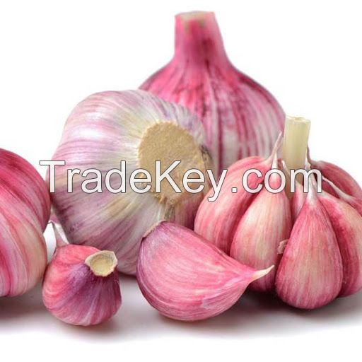 Garlic