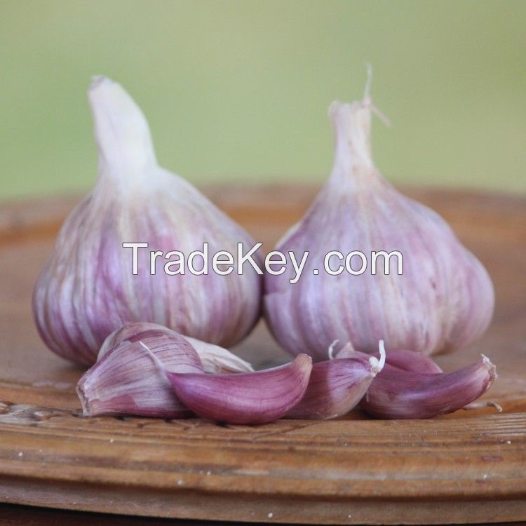 Garlic