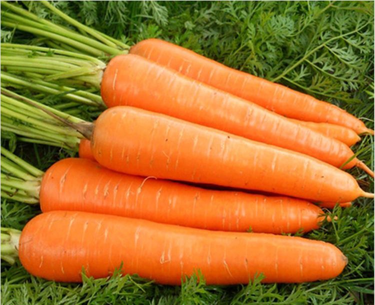 Red carrot Chinese wholesale growing vegetable carrot seeds