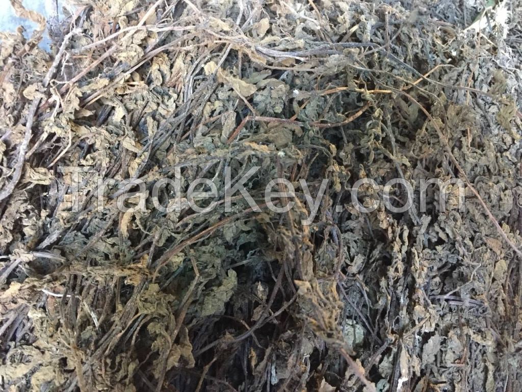 High quality Dried black grass jelly in bulk for export