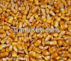 Yellow Corn