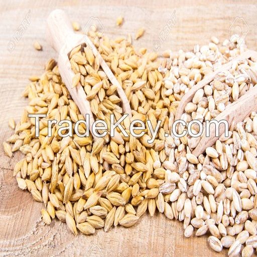 Barley Grain