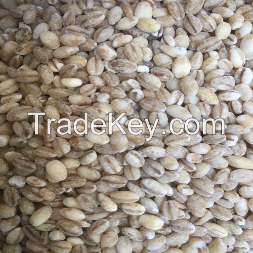 Barley Grain