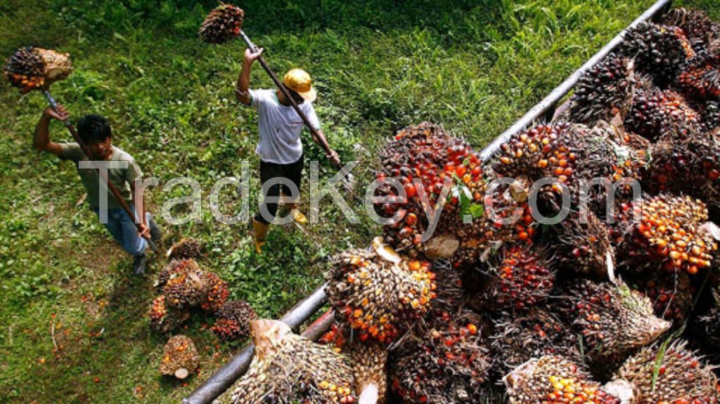 RBD Palm olein cp8 cp10 / PREMIUM RBD RDB PALM OIL 