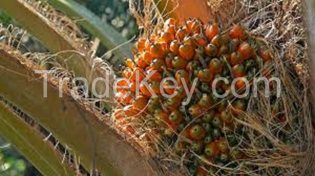 Top Grade REFINED PALM OIL / PALM OIL - Olein CP10, CP8, CP6 For Cooking /Palm Kernel OIl CP10 