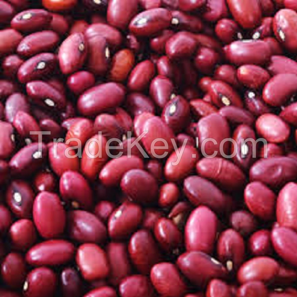 Canned Red Kidney Beans in Tomato sauce 