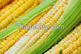 Natural Thailand Yellow Dried Maize/Corn