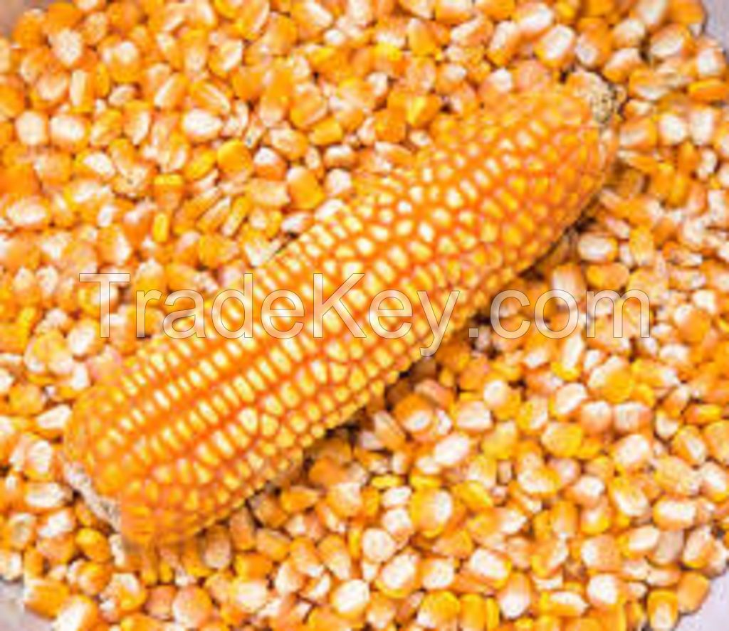 MAIZE FOR ANIMAL FEED / YELLOW CORN FOR POULTRY FEED