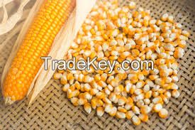 Sweet Yellow Corn in Cans 