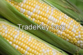 MAIZE FOR ANIMAL FEED / YELLOW CORN FOR POULTRY FEED