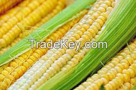 Sweet Yellow Corn in Cans