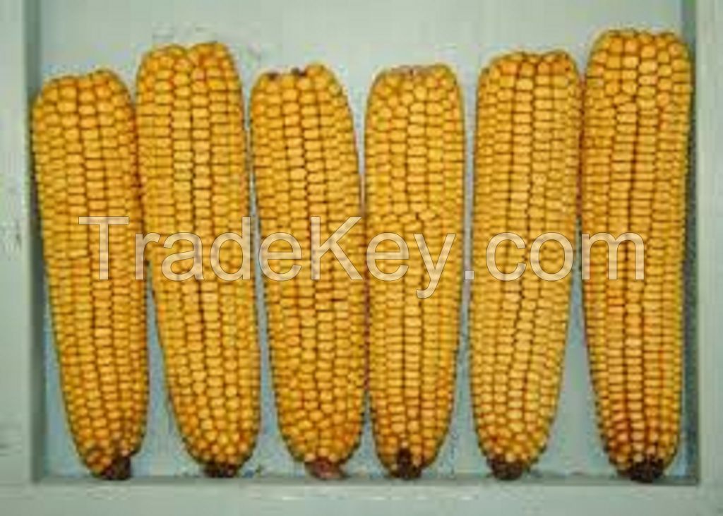 Top Selling Non GMO Yellow Maize/Corn