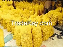 Fresh Potatoes Premium Quality From Cameroon for Sale