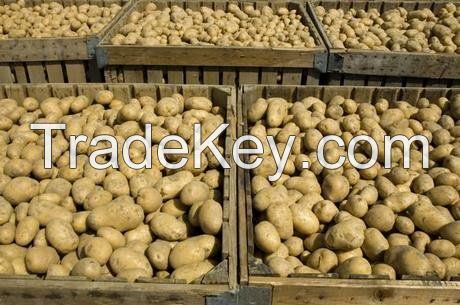 Fresh Potatoes Premium Quality From Cameroon for Sale