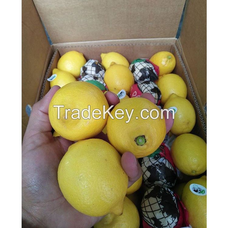 Grade A Fresh Lemons / Fresh Grapes / Fresh Orange