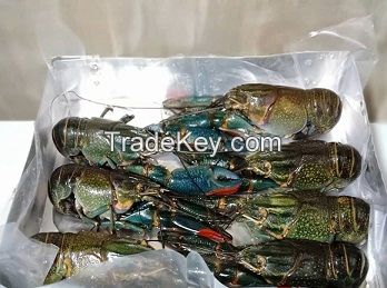 Fresh/Frozen Lobsters