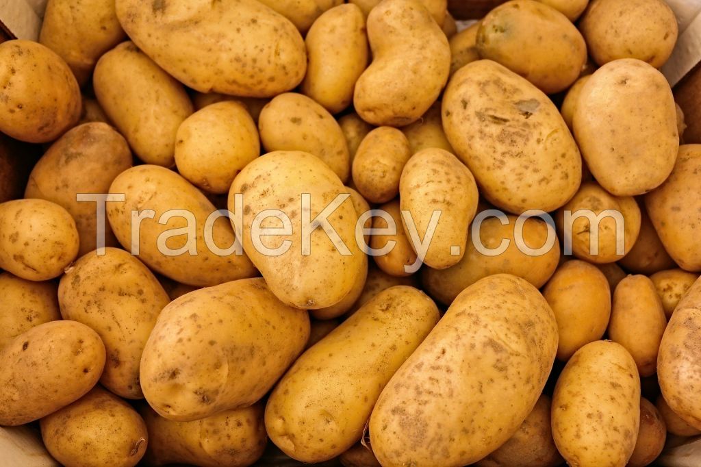 Fresh Potato