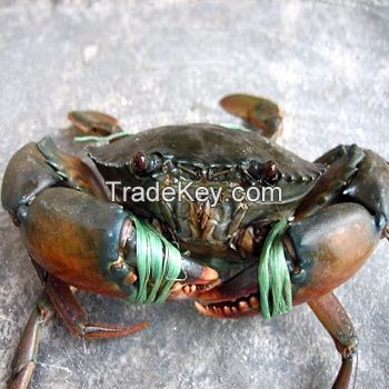 Frozen Snow Crab Legs / Live Green Mud Crab/FRozen Blue Crab